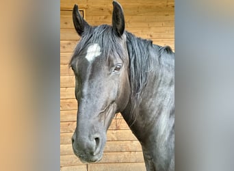 Warmblood polaco, Yegua, 13 años, 161 cm, Negro