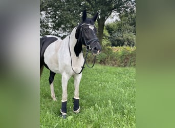 Warmblood polaco, Yegua, 14 años, 168 cm, Pío