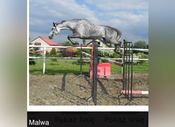 Warmblood polaco, Yegua, 18 años, 166 cm, Tordo