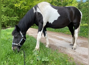 Warmblood polaco, Yegua, 19 años, 162 cm, Pío