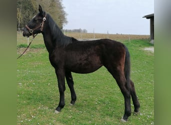Warmblood polaco, Yegua, 1 año, 138 cm, Castaño oscuro