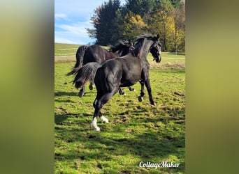 Warmblood polaco, Yegua, 2 años, 165 cm, Negro
