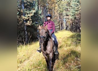 Warmblood polaco Mestizo, Yegua, 3 años, 162 cm, Bayo