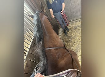 Warmblood polaco, Yegua, 3 años, 165 cm, Castaño