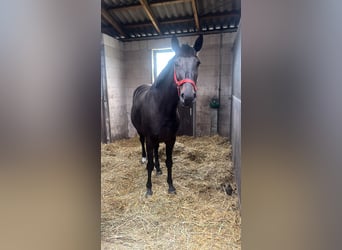 Warmblood polaco, Yegua, 3 años, 165 cm, Castaño oscuro