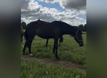 Warmblood polaco, Yegua, 3 años, 165 cm, Castaño oscuro