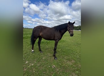 Warmblood polaco, Yegua, 3 años, 165 cm, Castaño oscuro