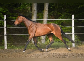 Warmblood polaco, Yegua, 3 años, 165 cm, Castaño rojizo