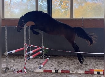 Warmblood polaco, Yegua, 3 años, 167 cm, Castaño oscuro