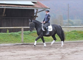 Warmblood polaco, Yegua, 4 años, 156 cm, Negro