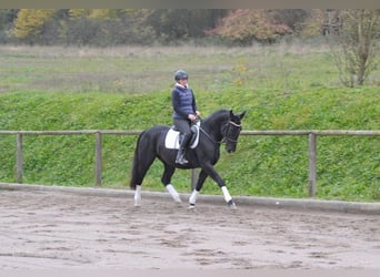 Warmblood polaco, Yegua, 4 años, 156 cm, Negro