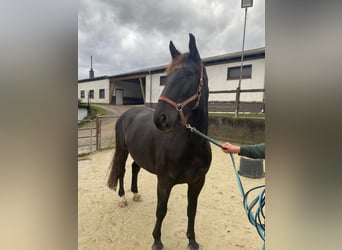 Warmblood polaco, Yegua, 4 años, 163 cm, Castaño oscuro