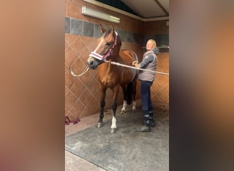 Warmblood polaco, Yegua, 4 años, 165 cm, Castaño