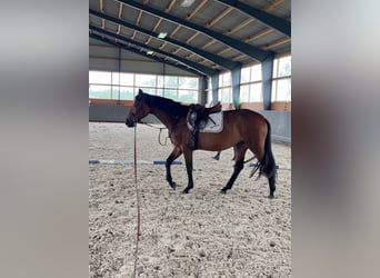 Warmblood polaco, Yegua, 4 años, 165 cm, Castaño