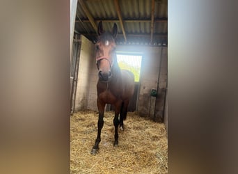 Warmblood polaco, Yegua, 4 años, 165 cm, Castaño