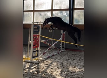 Warmblood polaco, Yegua, 4 años, 165 cm, Castaño oscuro