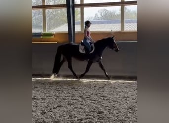 Warmblood polaco, Yegua, 4 años, 166 cm, Castaño