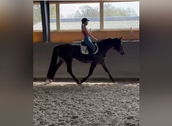 Warmblood polaco, Yegua, 4 años, 166 cm, Castaño
