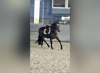 Warmblood polaco, Yegua, 4 años, 166 cm, Castaño