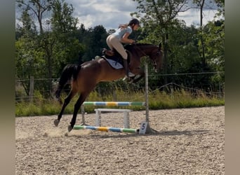 Warmblood polaco, Yegua, 4 años, 166 cm, Castaño oscuro