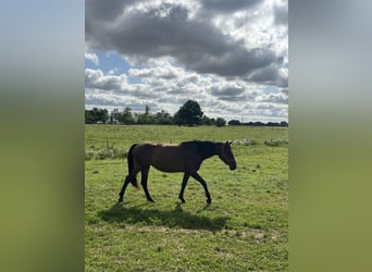 Warmblood polaco, Yegua, 4 años, 166 cm, Castaño oscuro