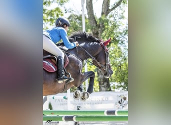 Warmblood polaco, Yegua, 4 años, 166 cm, Castaño oscuro