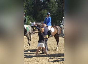 Warmblood polaco, Yegua, 4 años, 166 cm, Castaño oscuro