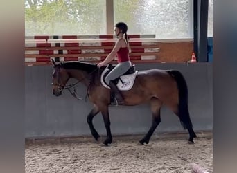 Warmblood polaco, Yegua, 4 años, 166 cm, Castaño oscuro