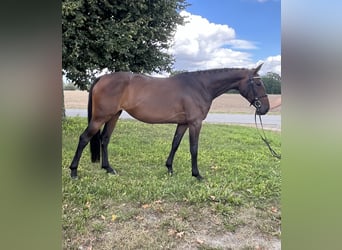 Warmblood polaco, Yegua, 4 años, 166 cm, Castaño oscuro