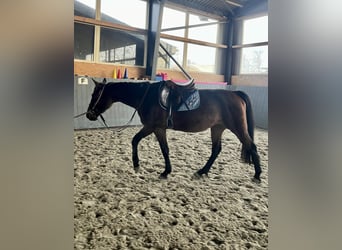 Warmblood polaco, Yegua, 4 años, 166 cm, Castaño oscuro