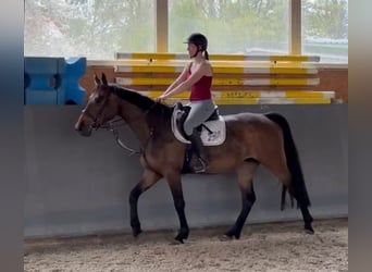 Warmblood polaco, Yegua, 4 años, 166 cm, Castaño oscuro
