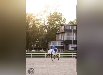 Warmblood polaco, Yegua, 4 años, 166 cm, Castaño oscuro