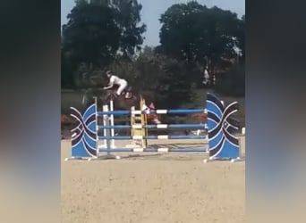Warmblood polaco, Yegua, 4 años, 166 cm, Castaño oscuro