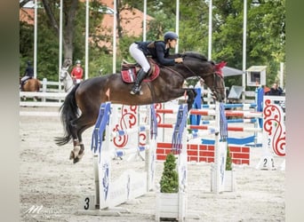 Warmblood polaco, Yegua, 4 años, 166 cm, Castaño oscuro