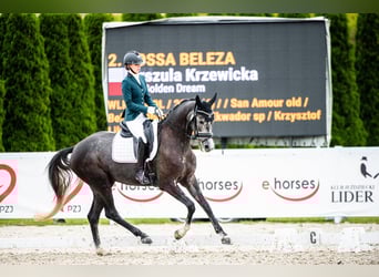 Warmblood polaco, Yegua, 4 años, 166 cm, Tordillo negro