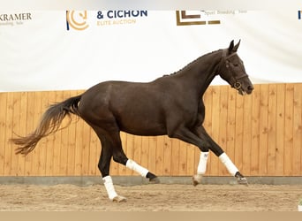 Warmblood polaco, Yegua, 4 años, 166 cm, Tordillo negro