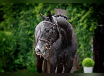 Warmblood polaco, Yegua, 4 años, 166 cm, Tordillo negro