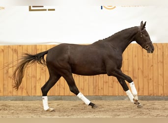 Warmblood polaco, Yegua, 4 años, 166 cm, Tordillo negro