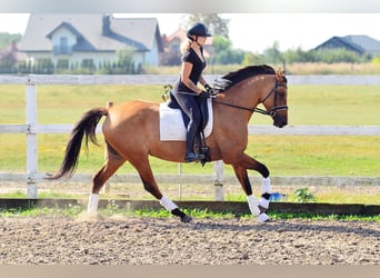 Warmblood polaco, Yegua, 4 años, 167 cm, Castaño claro