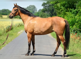 Warmblood polaco, Yegua, 4 años, 167 cm, Castaño claro