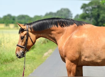 Warmblood polaco, Yegua, 4 años, 167 cm, Castaño claro