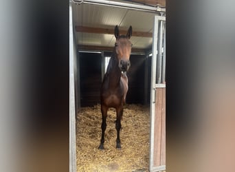 Warmblood polaco, Yegua, 4 años, 167 cm, Castaño oscuro