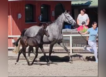 Warmblood polaco, Yegua, 4 años, 167 cm, Tordo