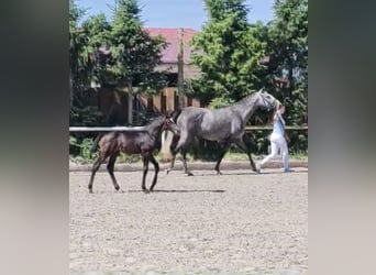 Warmblood polaco, Yegua, 4 años, 167 cm, Tordo