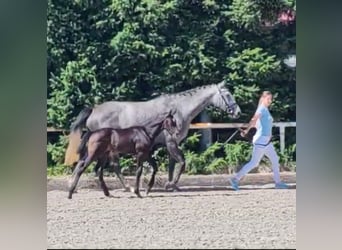 Warmblood polaco, Yegua, 4 años, 167 cm, Tordo