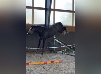 Warmblood polaco, Yegua, 4 años, 167 cm, Tordo