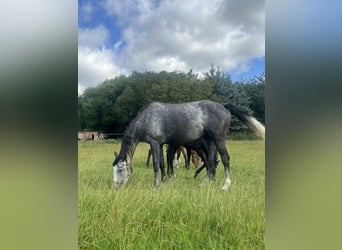 Warmblood polaco, Yegua, 4 años, 167 cm, Tordo