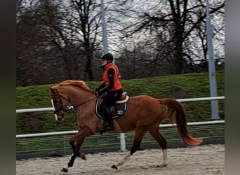 Warmblood polaco, Yegua, 4 años, 168 cm, Alazán