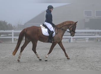 Warmblood polaco, Yegua, 4 años, 168 cm, Alazán