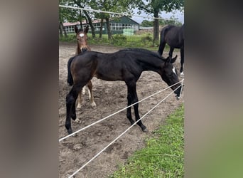 Warmblood polaco, Yegua, 4 años, 168 cm, Tordo